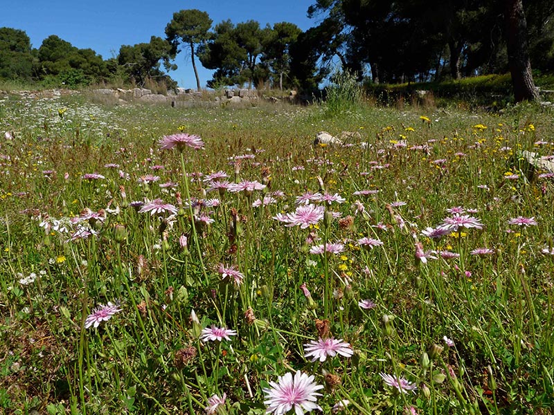 Composita del Peloponneso: Crepis rubra (Asteraceae)
